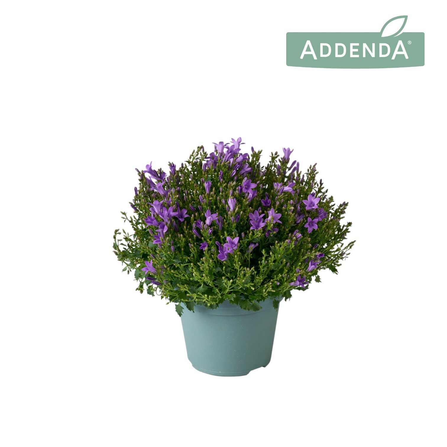 Campanula Ambella Intense Purple 14 cm, D 14