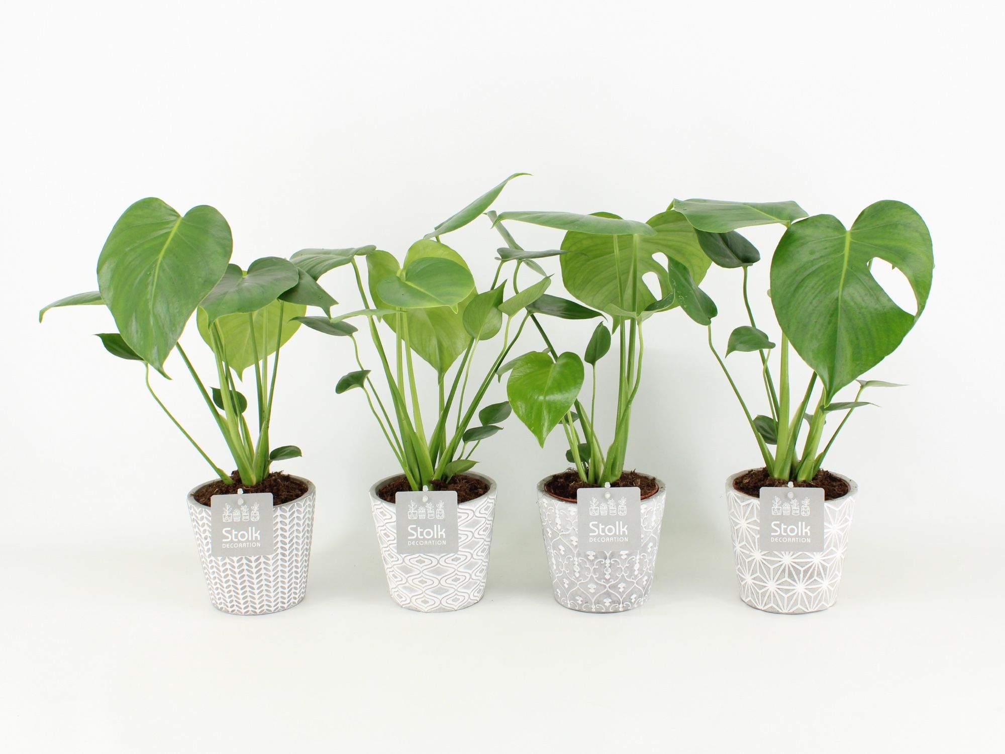 Monstera in Star Pot, D 13