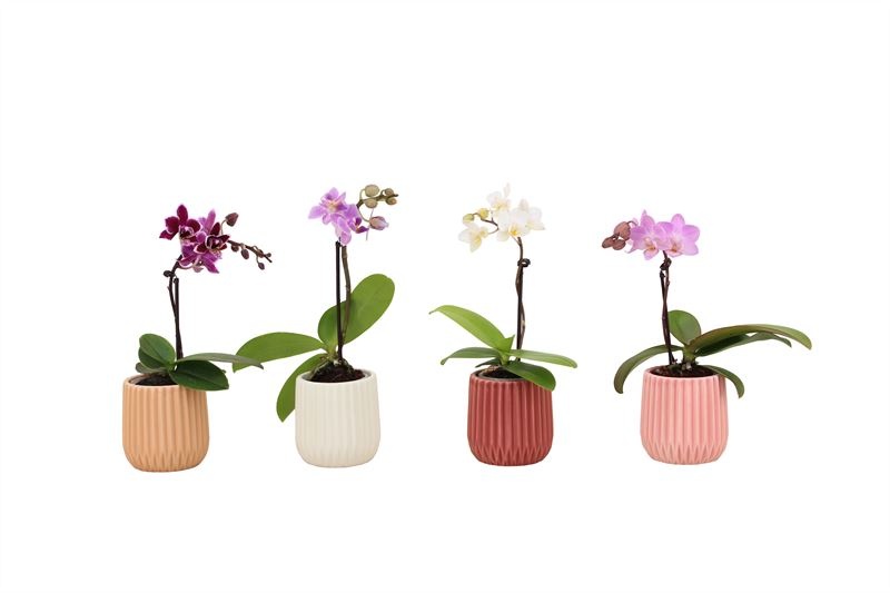 Ruby p06 mix Phal Tiny Dolls mix 1T07+ Aqu@, D 6