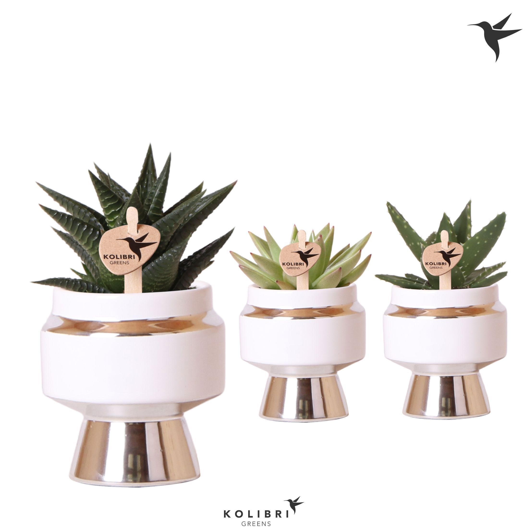 Kolibri Greens Succulenten mix in Le Chic pot silver, D 6