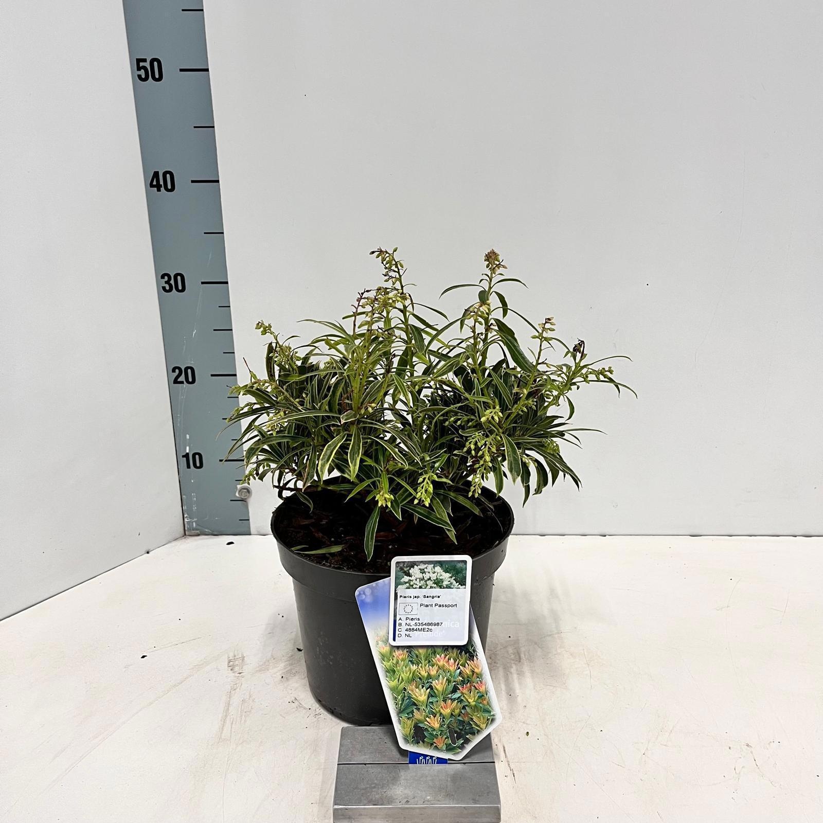 Pieris jap. 'Sangria', D 19