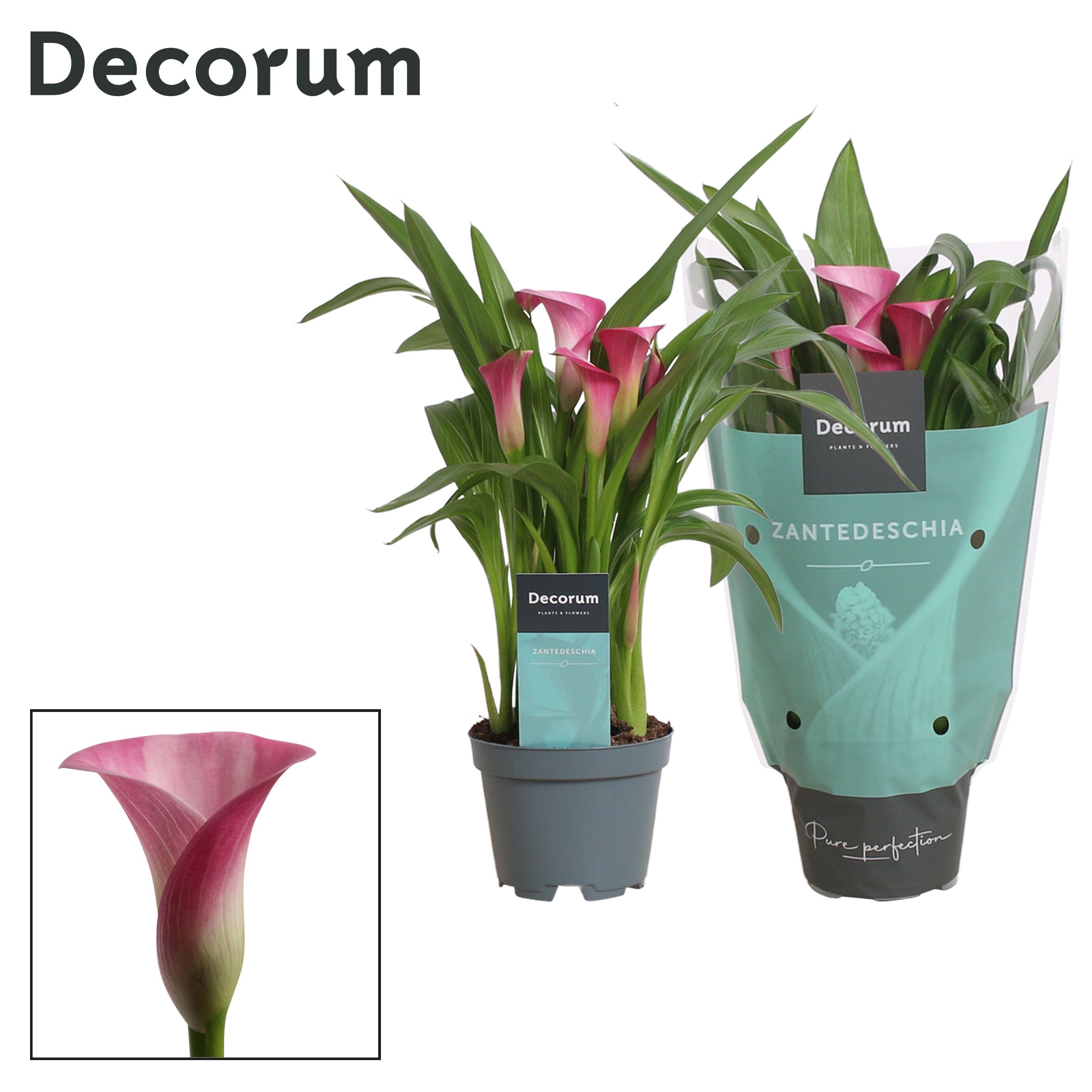Zantedeschia (Calla) Roze (Decorum), D 10,5