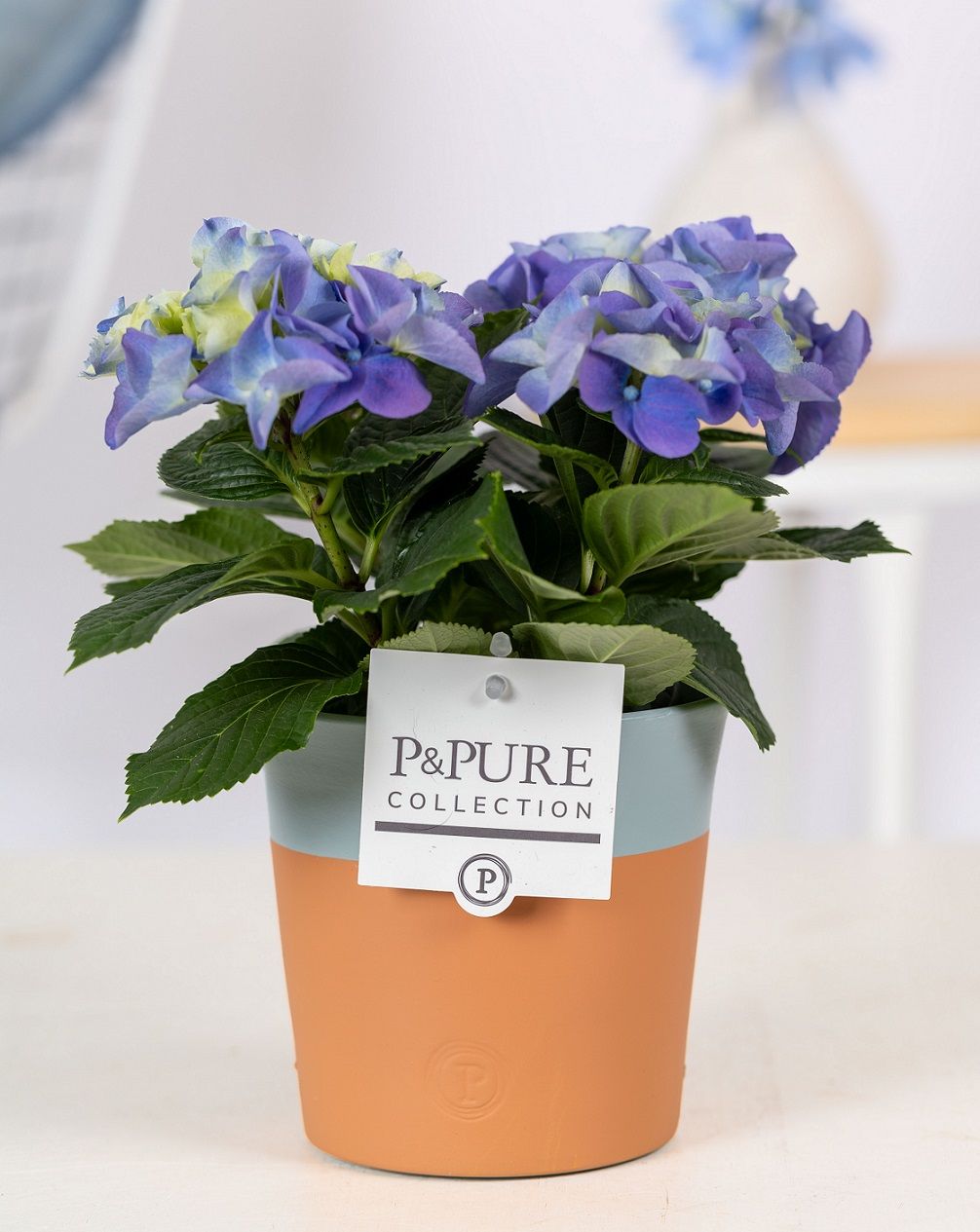 Hydrangea blue in P&PURE Terra Cotta 4 blue, D 10