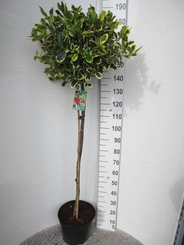 Ilex alt. Golden King 110-120st, P32 40-50 cm kroon, D 32