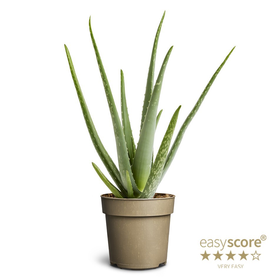 Aloe vera, D 14