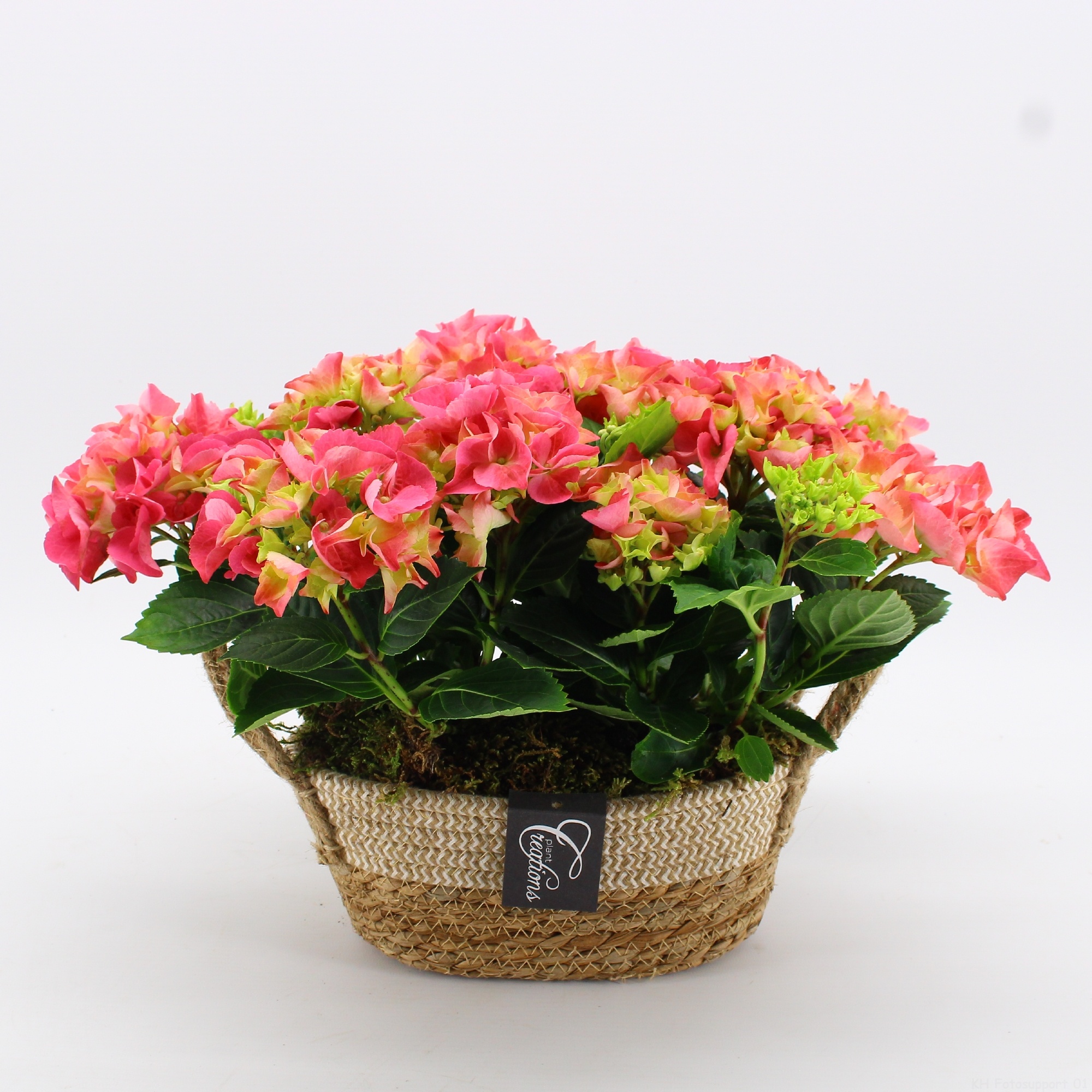 KHCR-2610RZ Hydrangea creations, D 24