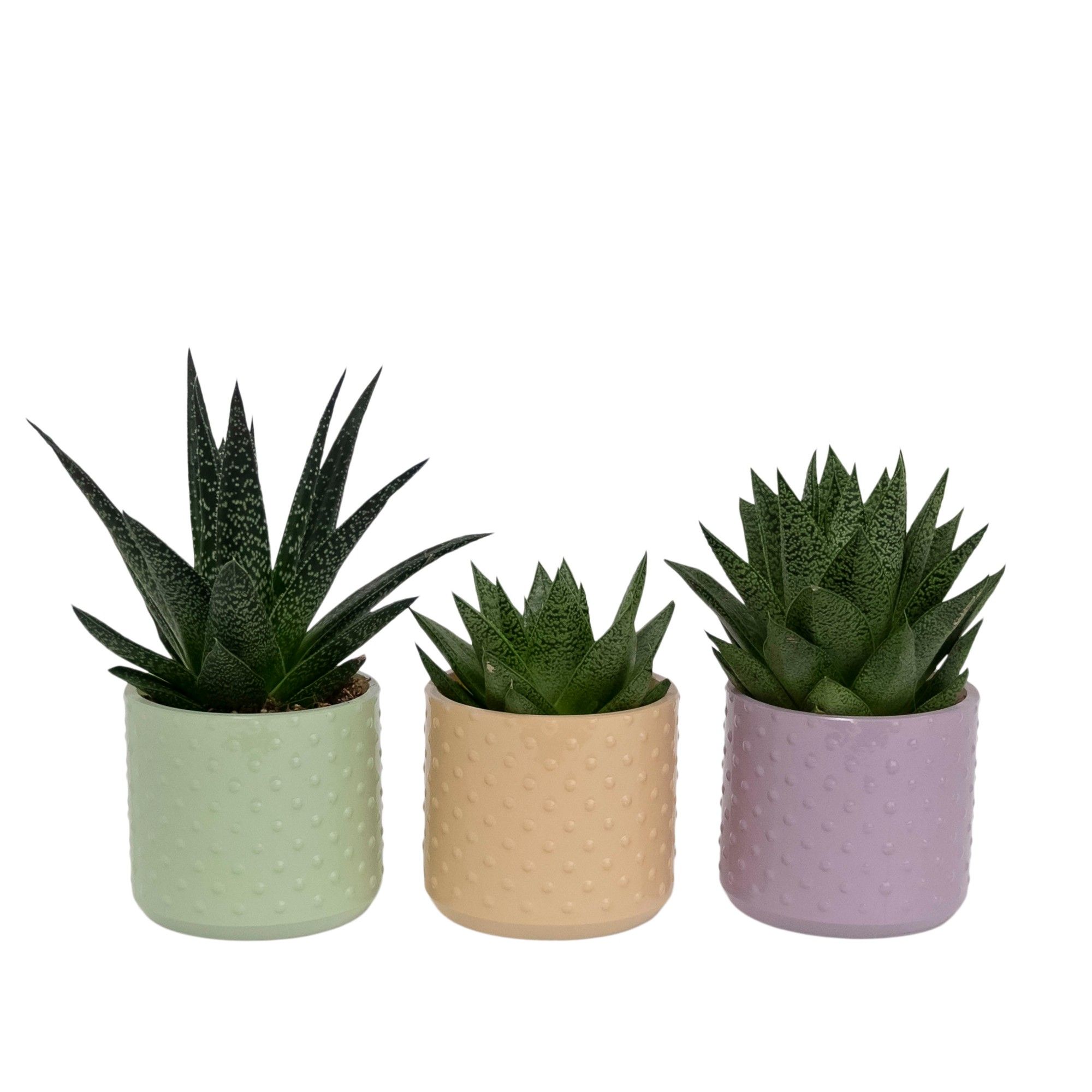 Refined with Succulent mix, D 9