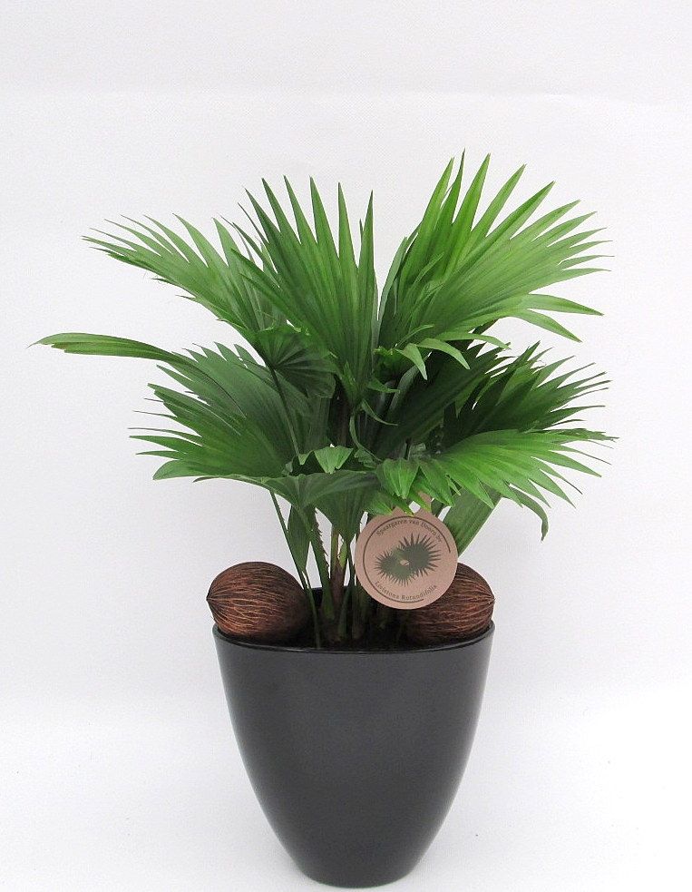 Livistona rotundifolia in avani pot, D 22