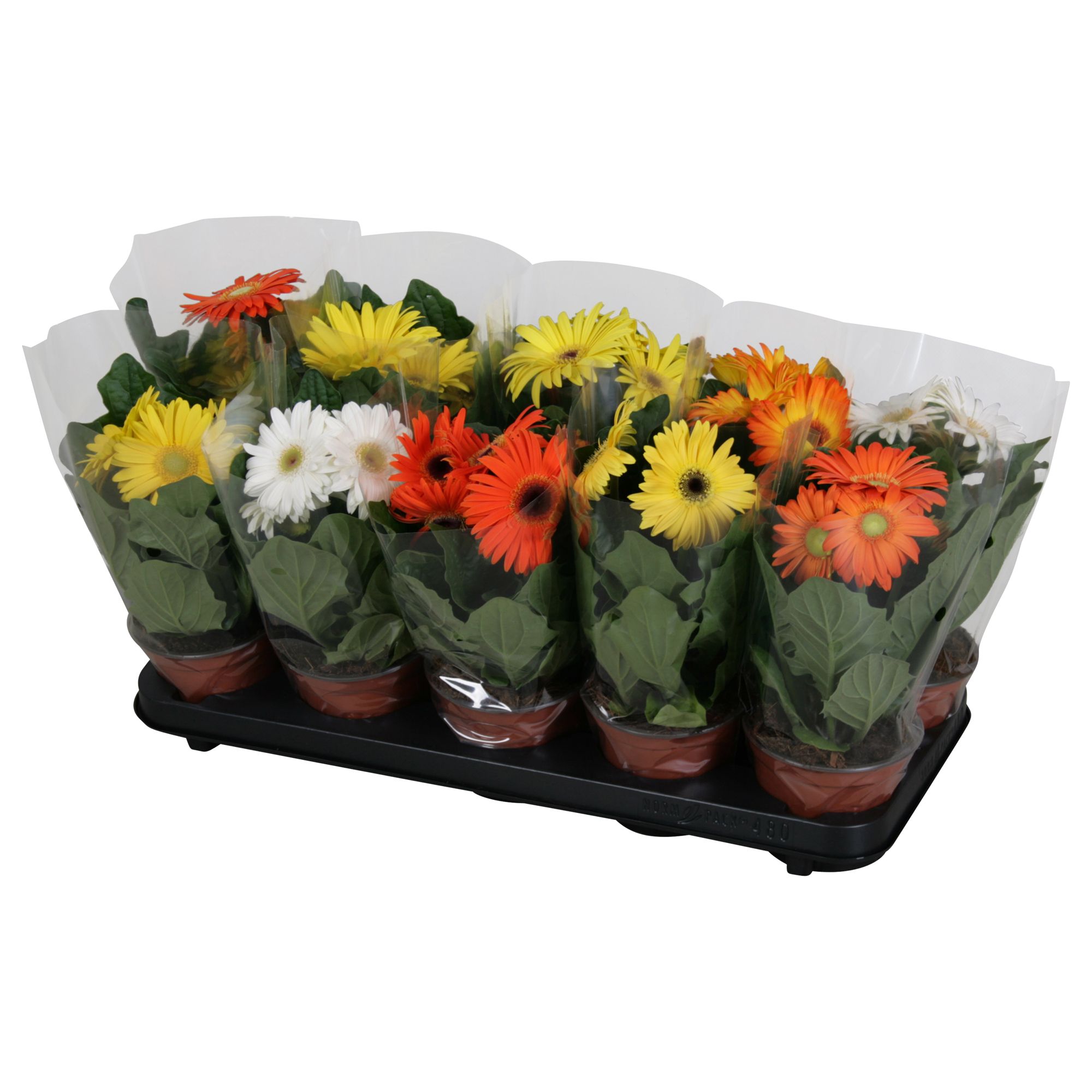 paasmix 2+ geel/oranje/wit, D 12