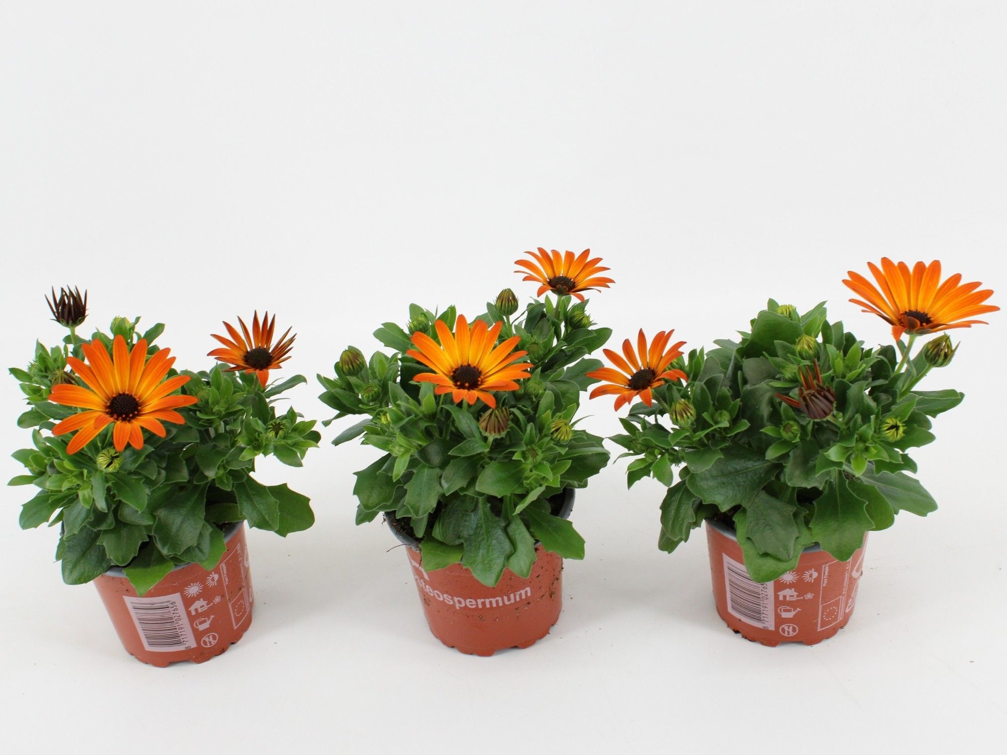 Osteo Margarita Orange Flare, D 10,5