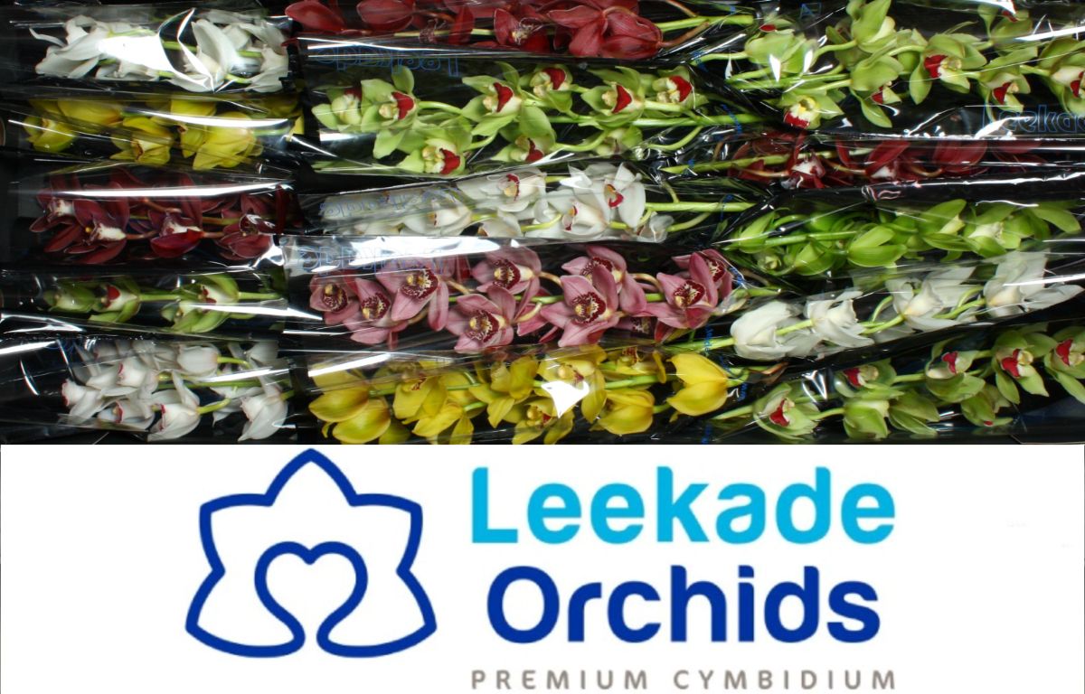 Цимбидиум мини Микс x15 50, шт.