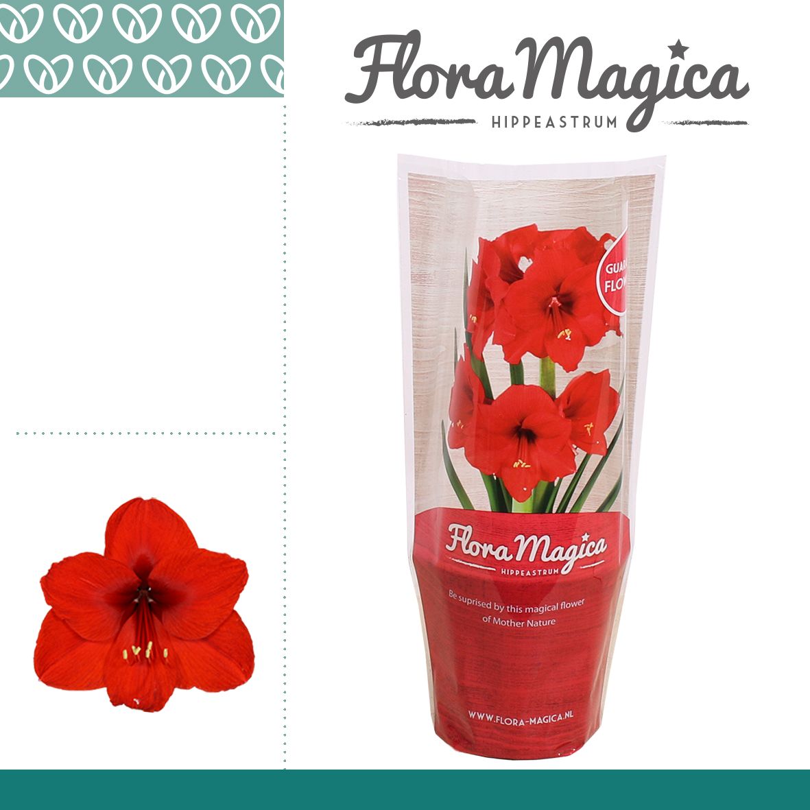 Amaryllis Royal Red 1 knop FM Hoes, D 12
