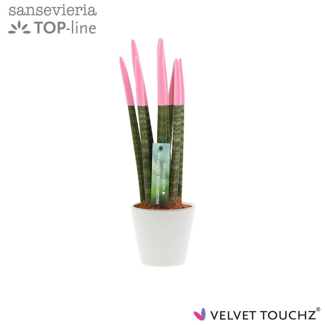 Sansevieria VELVET TOUCHZ® Pastel Roze In keramiek R'dam, D 8,5