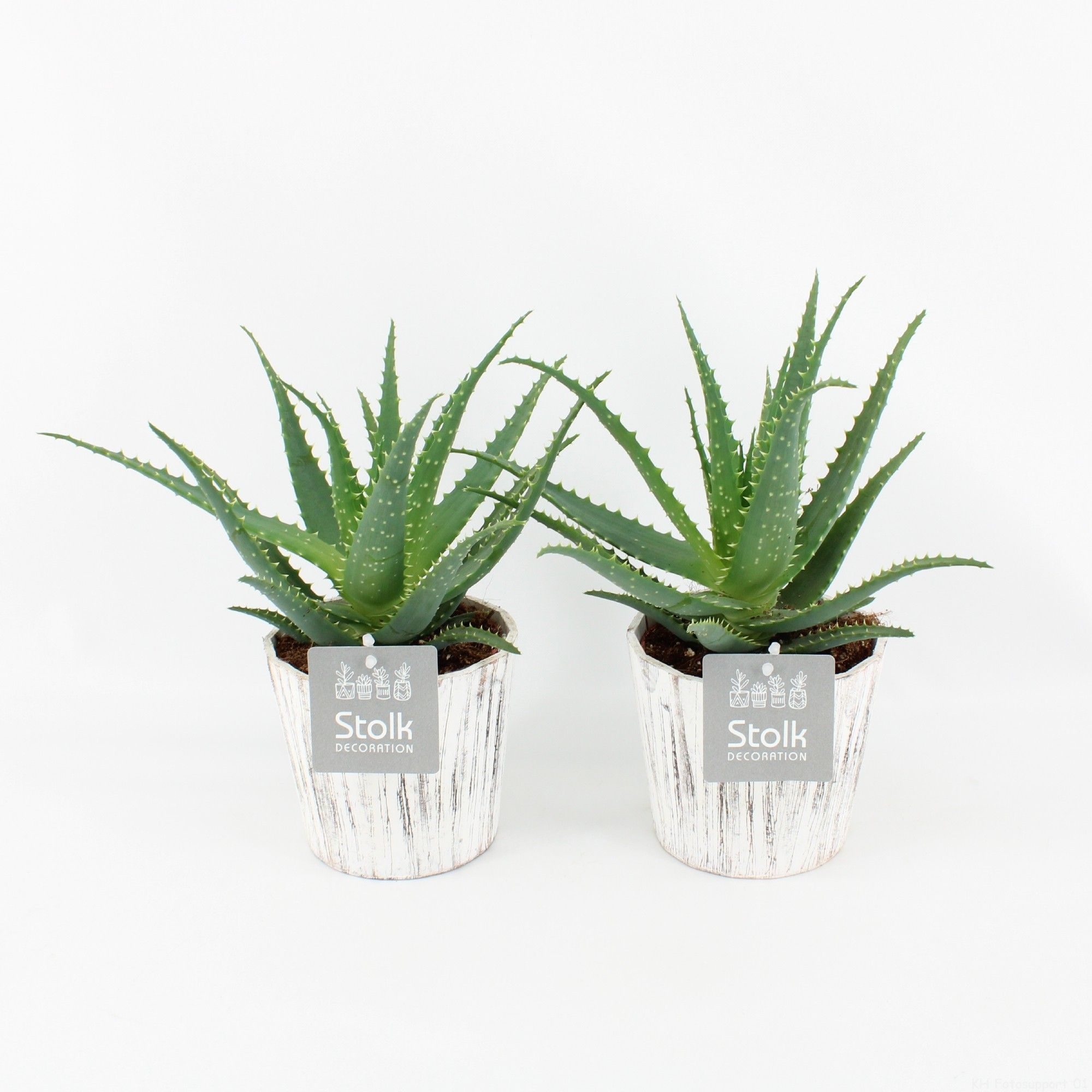 Aloe Arborescens in Pure Wood Wit, D 13