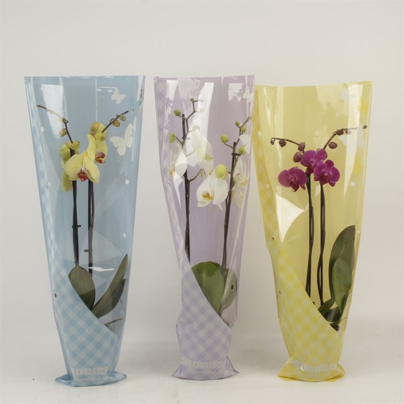 Phalaenopsis gemengd 2 tak gemengd in vlinder zomerhoes, D 12