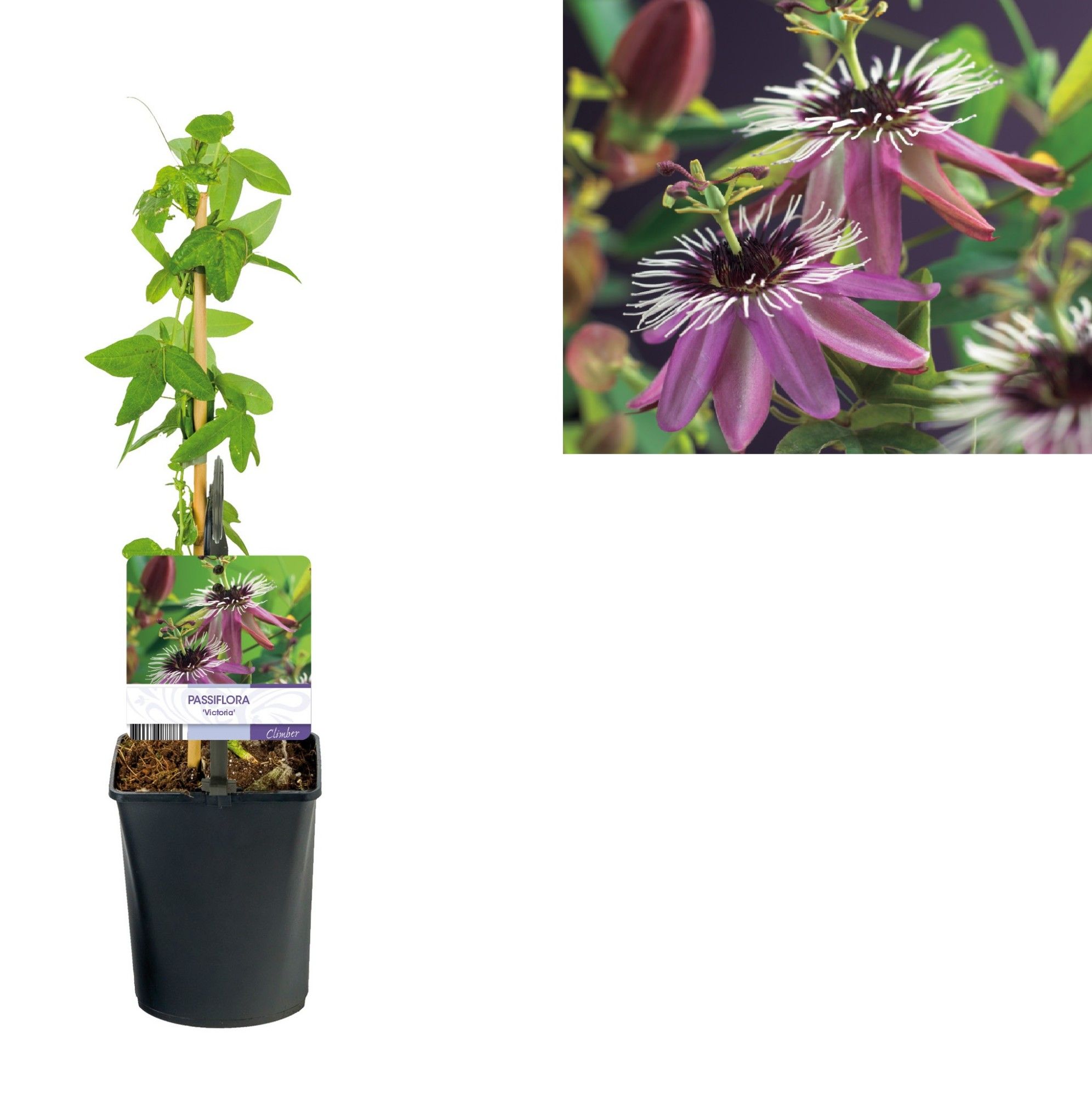 Passiflora 'Victoria' +light label, D 11