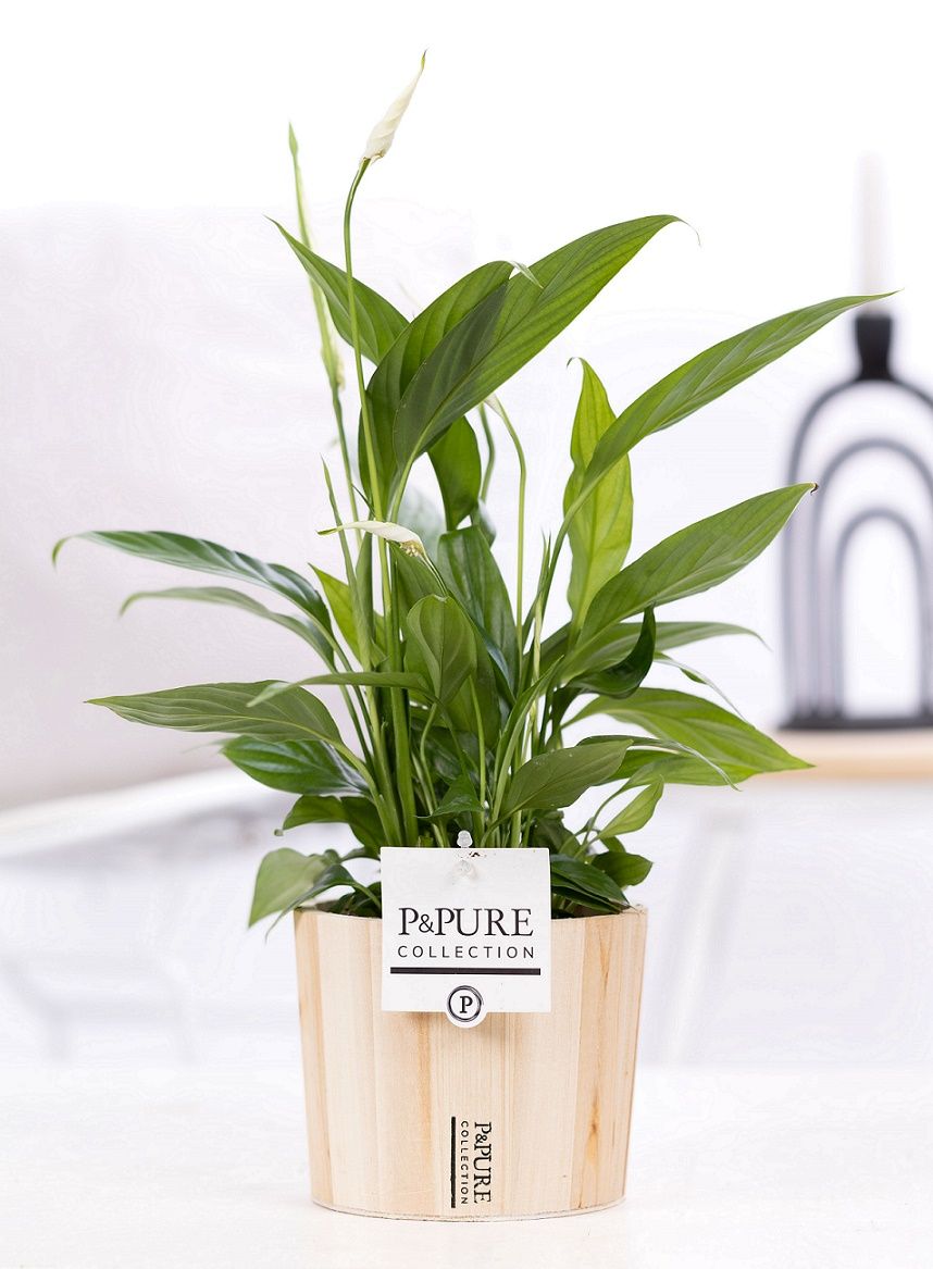 Spathiphyllum Korto in P&PURE Wood 5, D 12