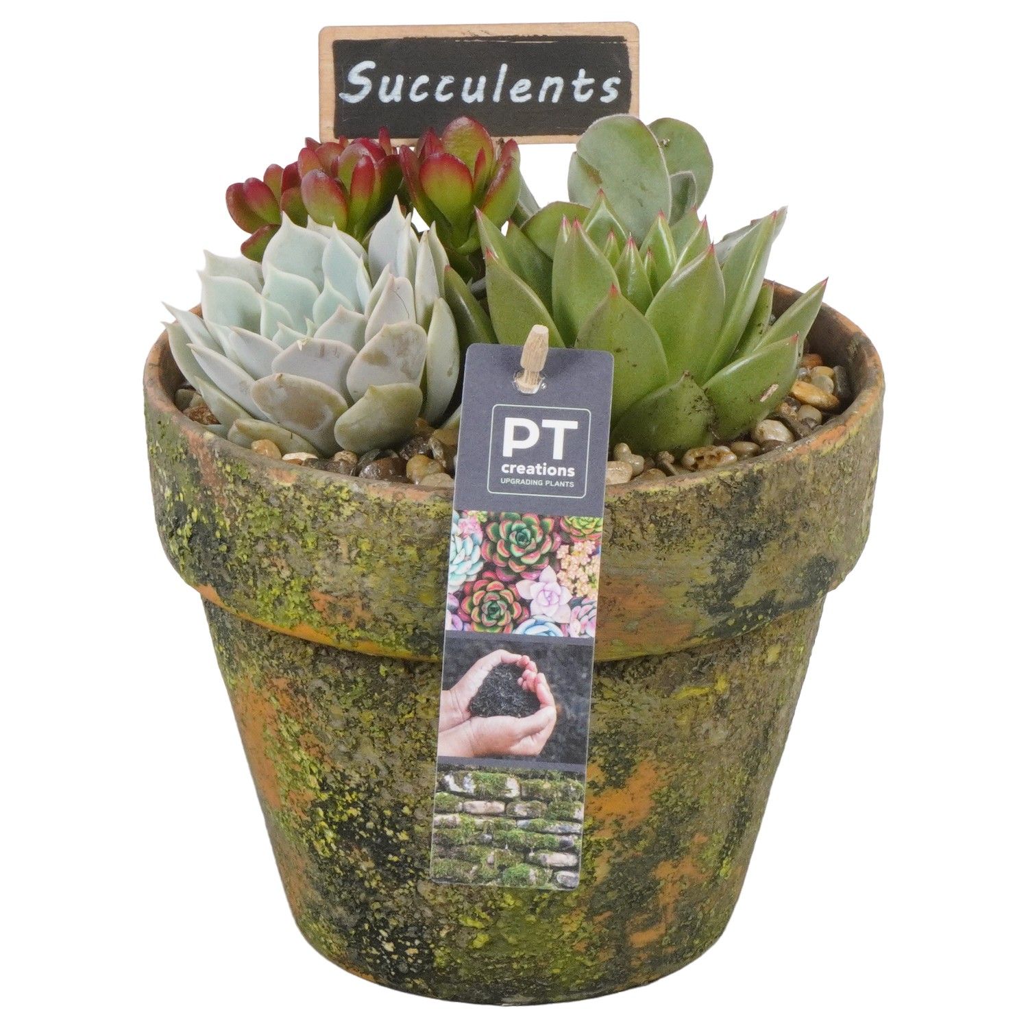 PTSU8435 Arrangement Succulenten in terracotta pot, D 16