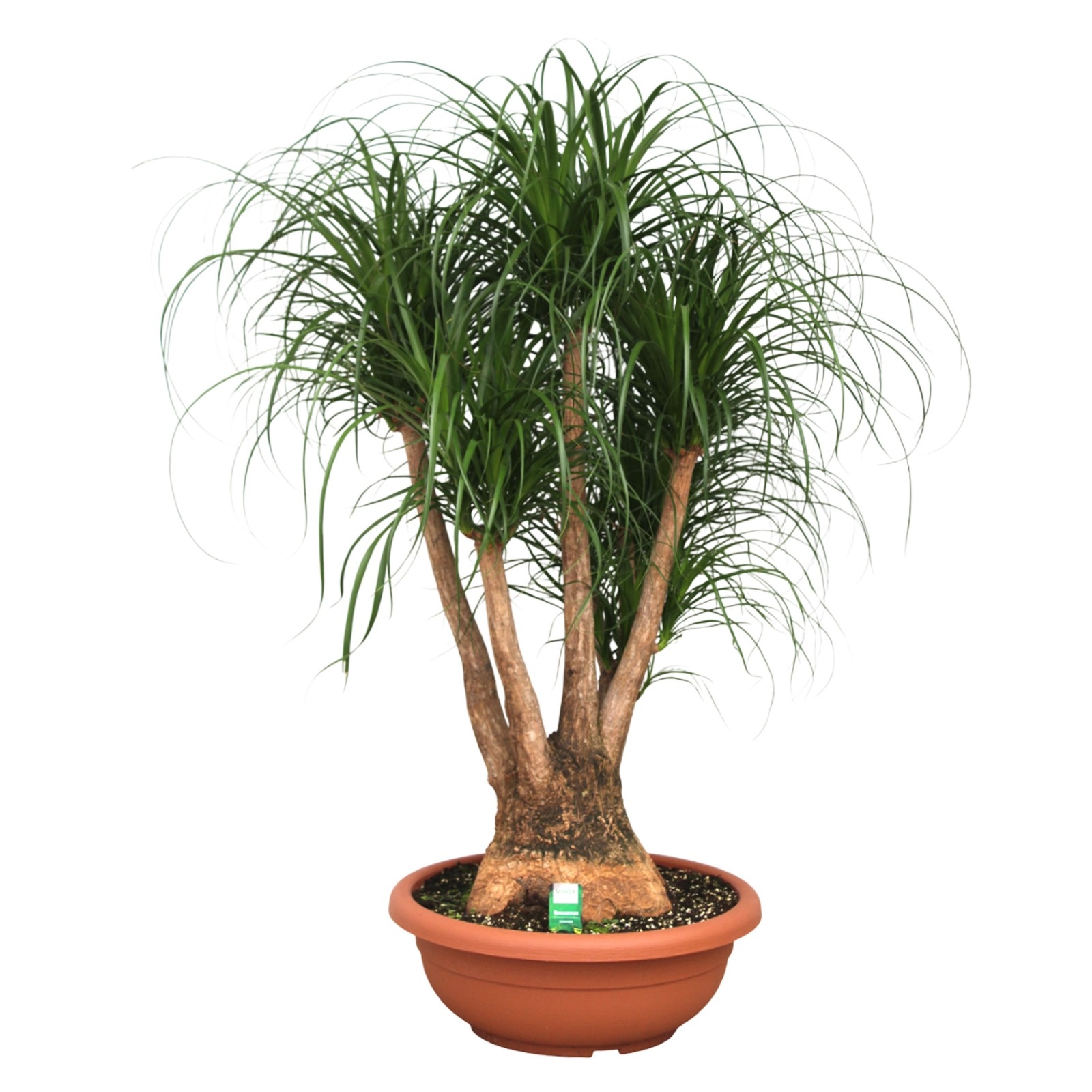 Beaucarnea vertakt compact in 55 cm schaal, D 55