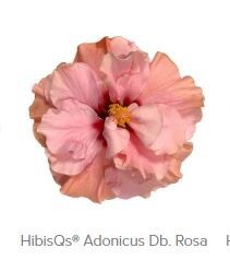 HIBISCUS ROSA SINENSIS Adonicus db rosa 3«-*5 gr, D 13