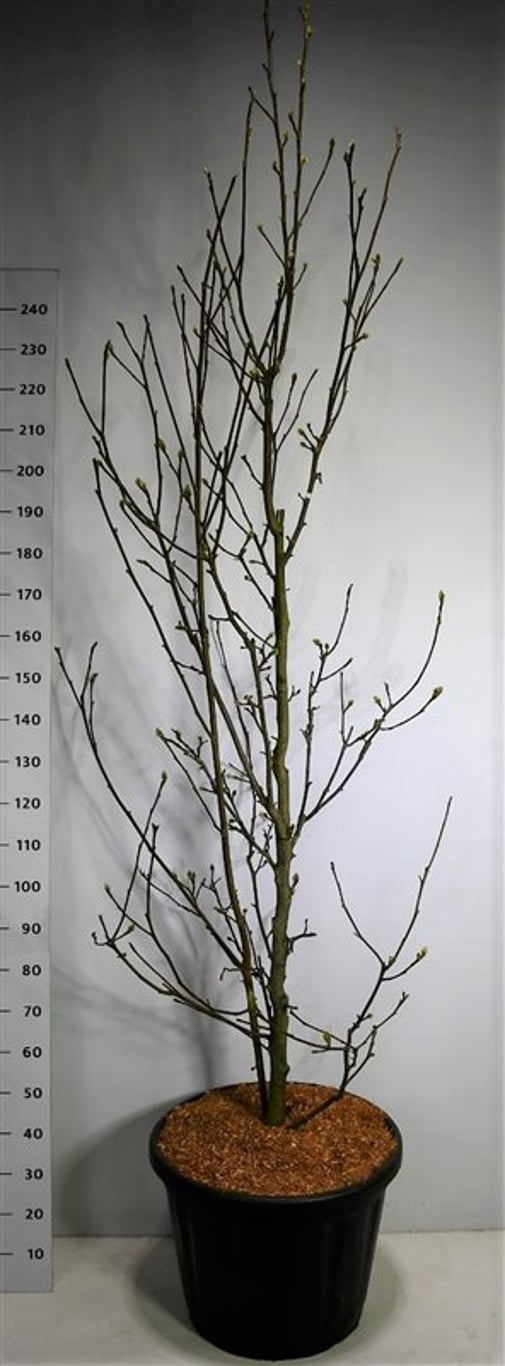 Magnolia 'Genie', D 60