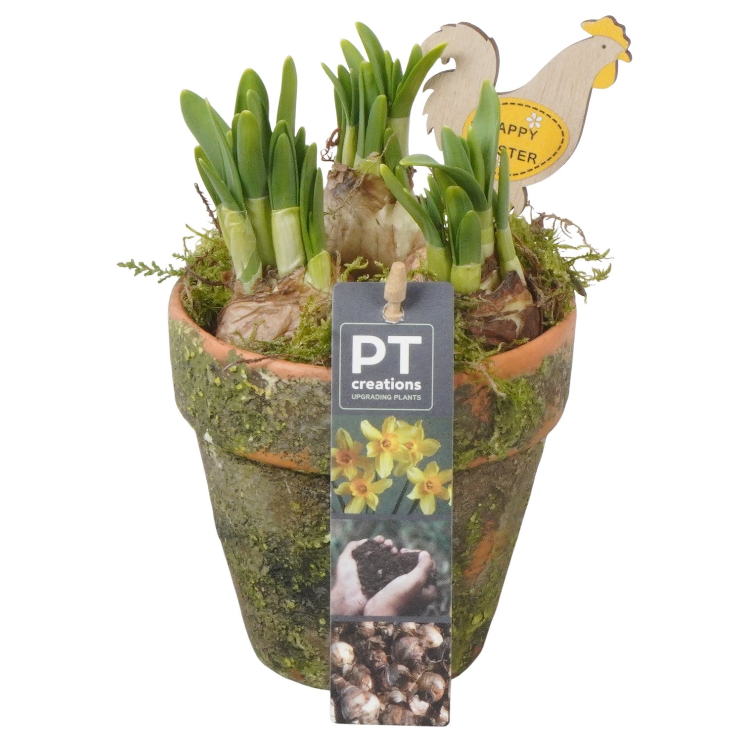 PTNP4459 Arrangement Narcissus Easter in terracotta pot, D 10