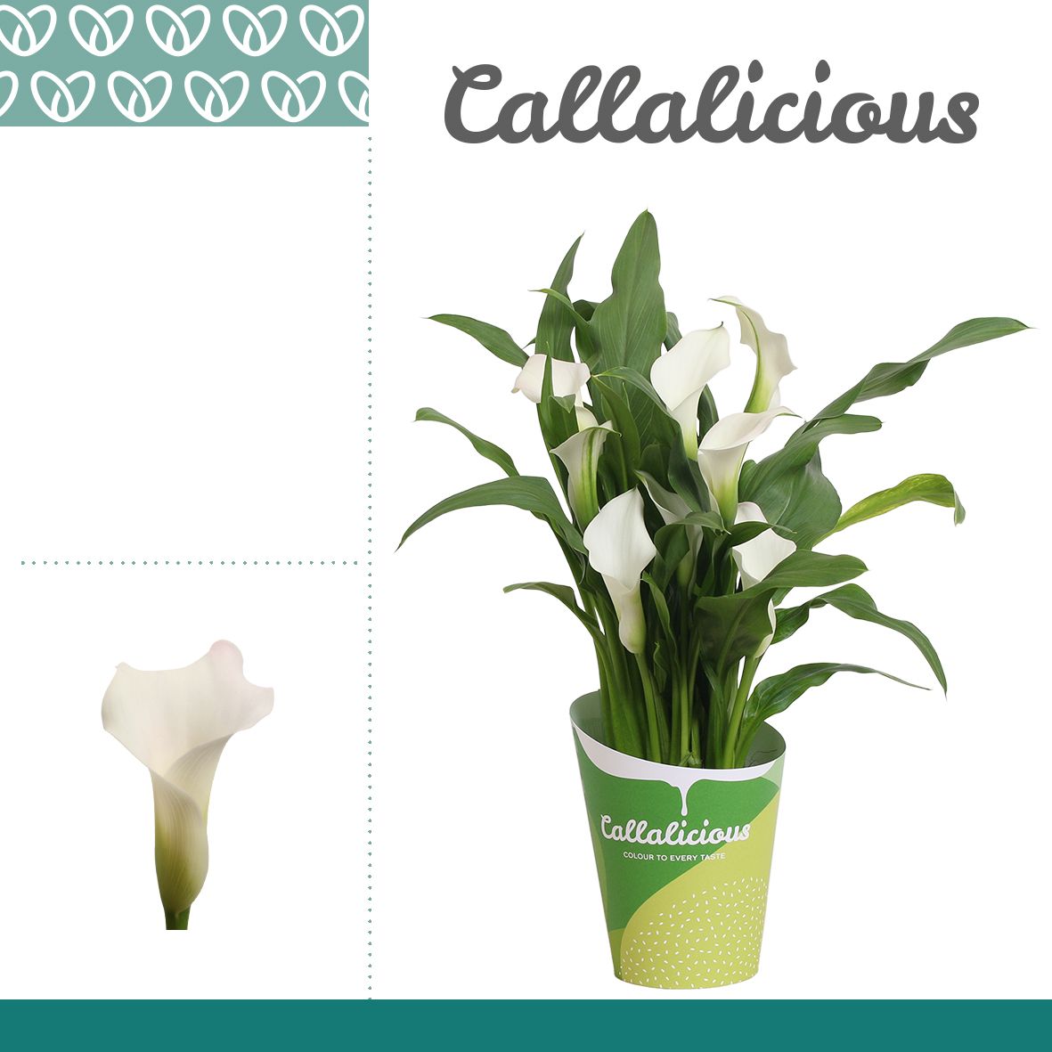 Zantedeschia (Calla) Wit in Potcover ton-sur-ton, D 12