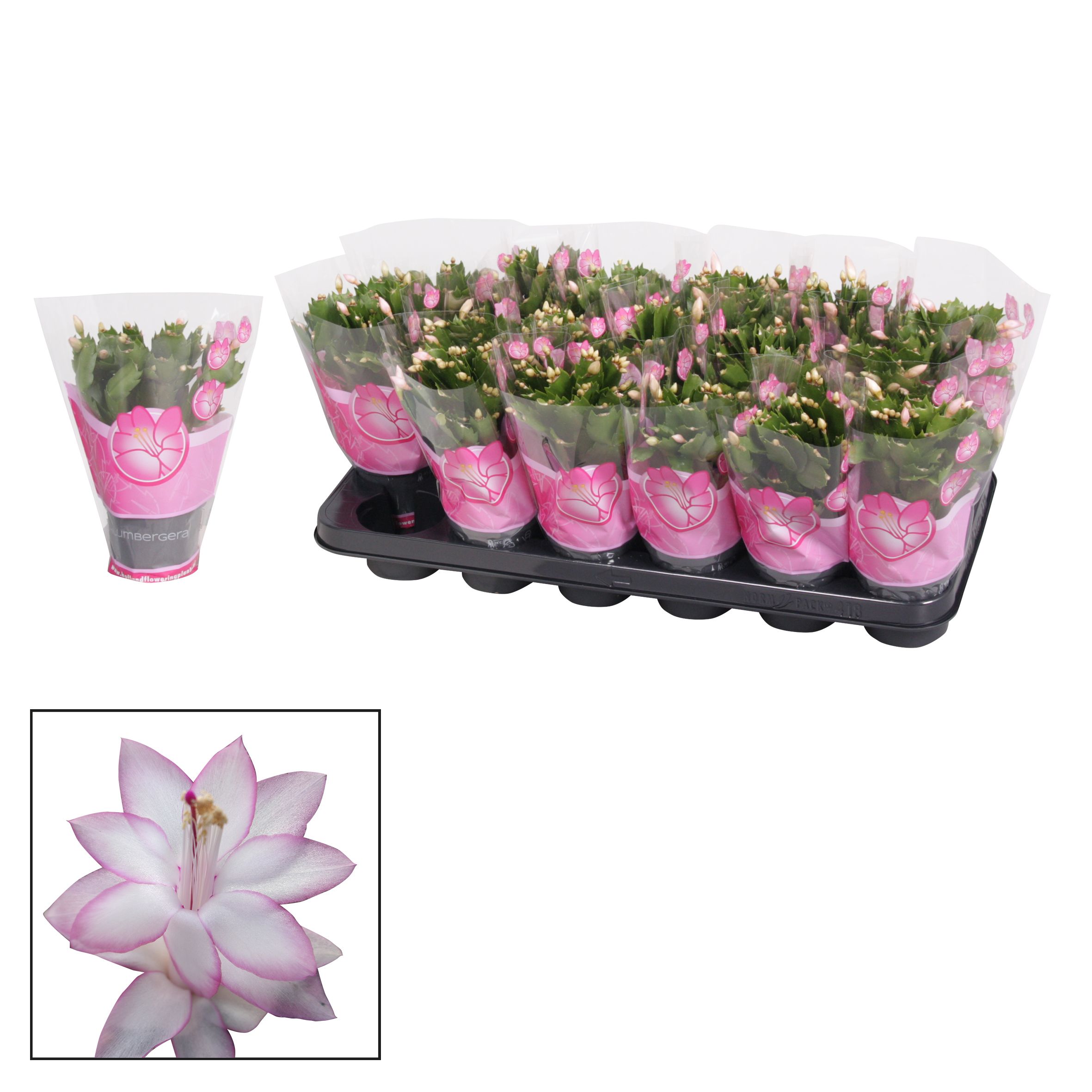 Schlumbergera - 9 cm - Pink (Cyber), D 9
