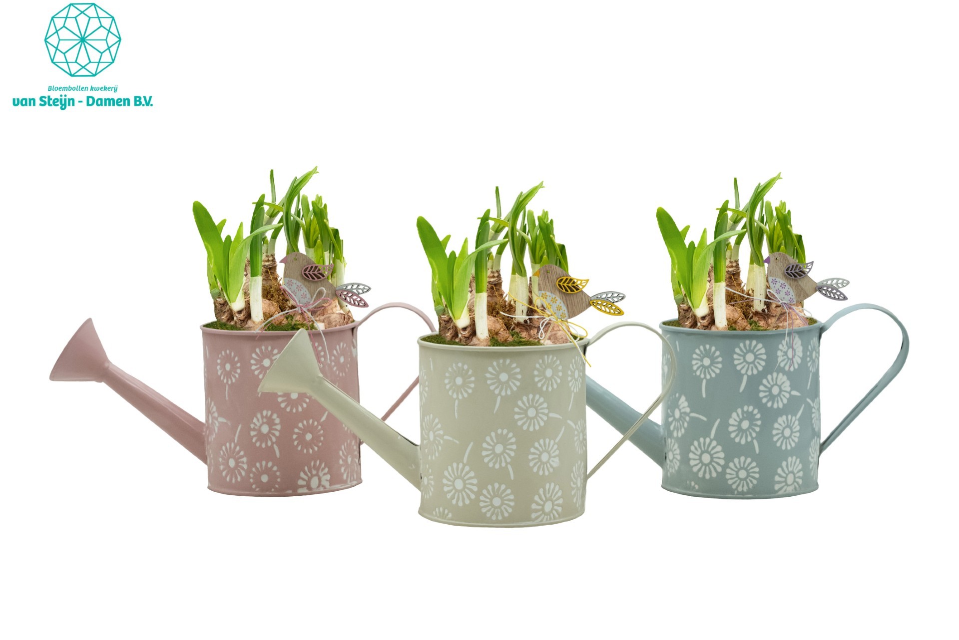 Narcissus 'FlowerPour', D 22