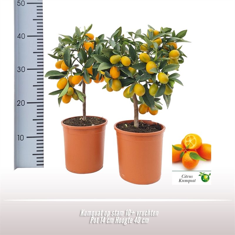Kumquat op stam, D 14