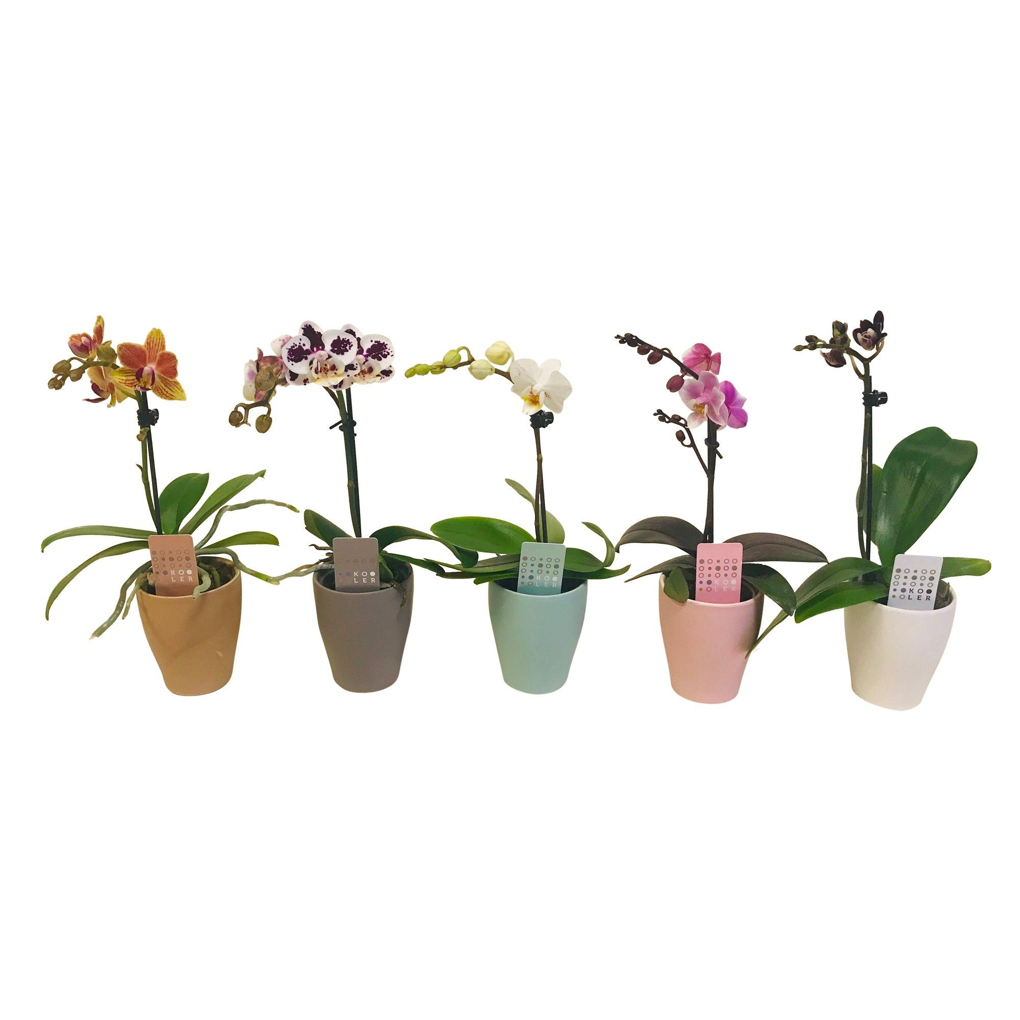 Phalaenopsis 1 tak gemengd op carly, D 6