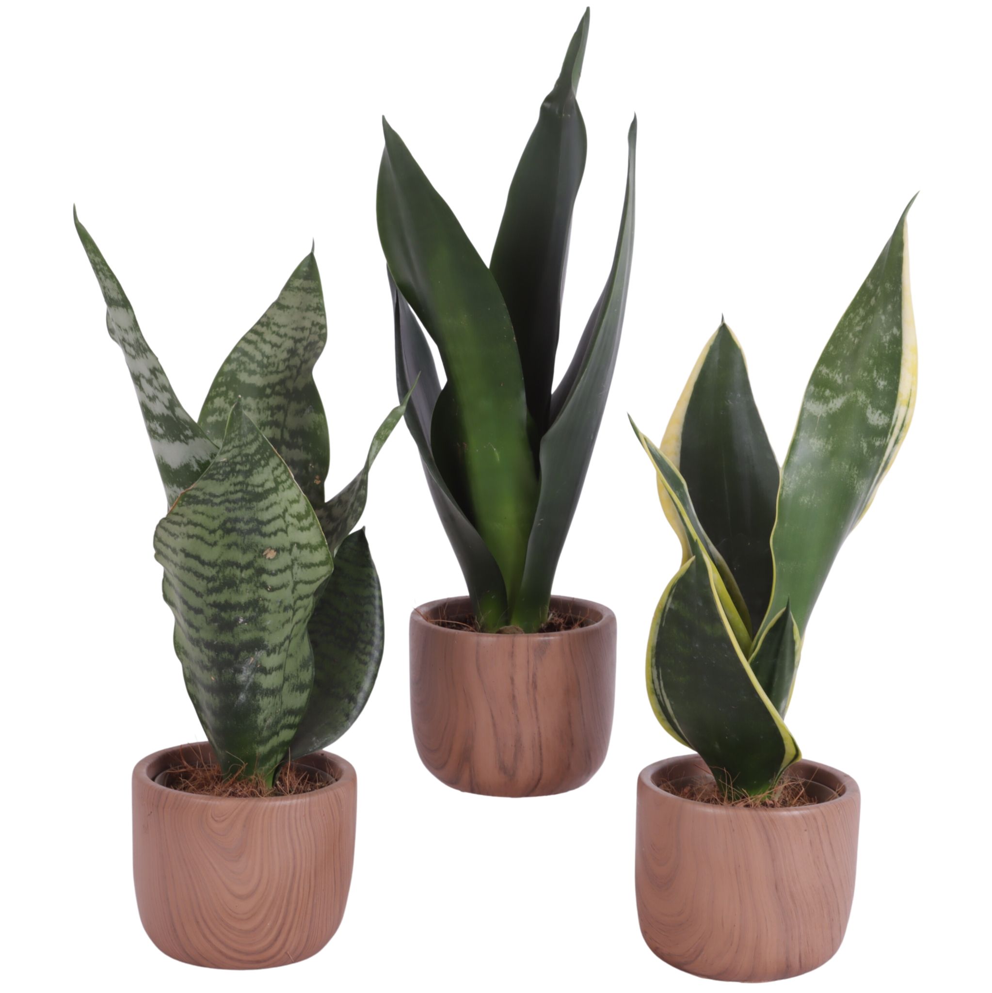 Sansevieria mix Ø09cm in Ø10cm Ceramic NT565, D 12