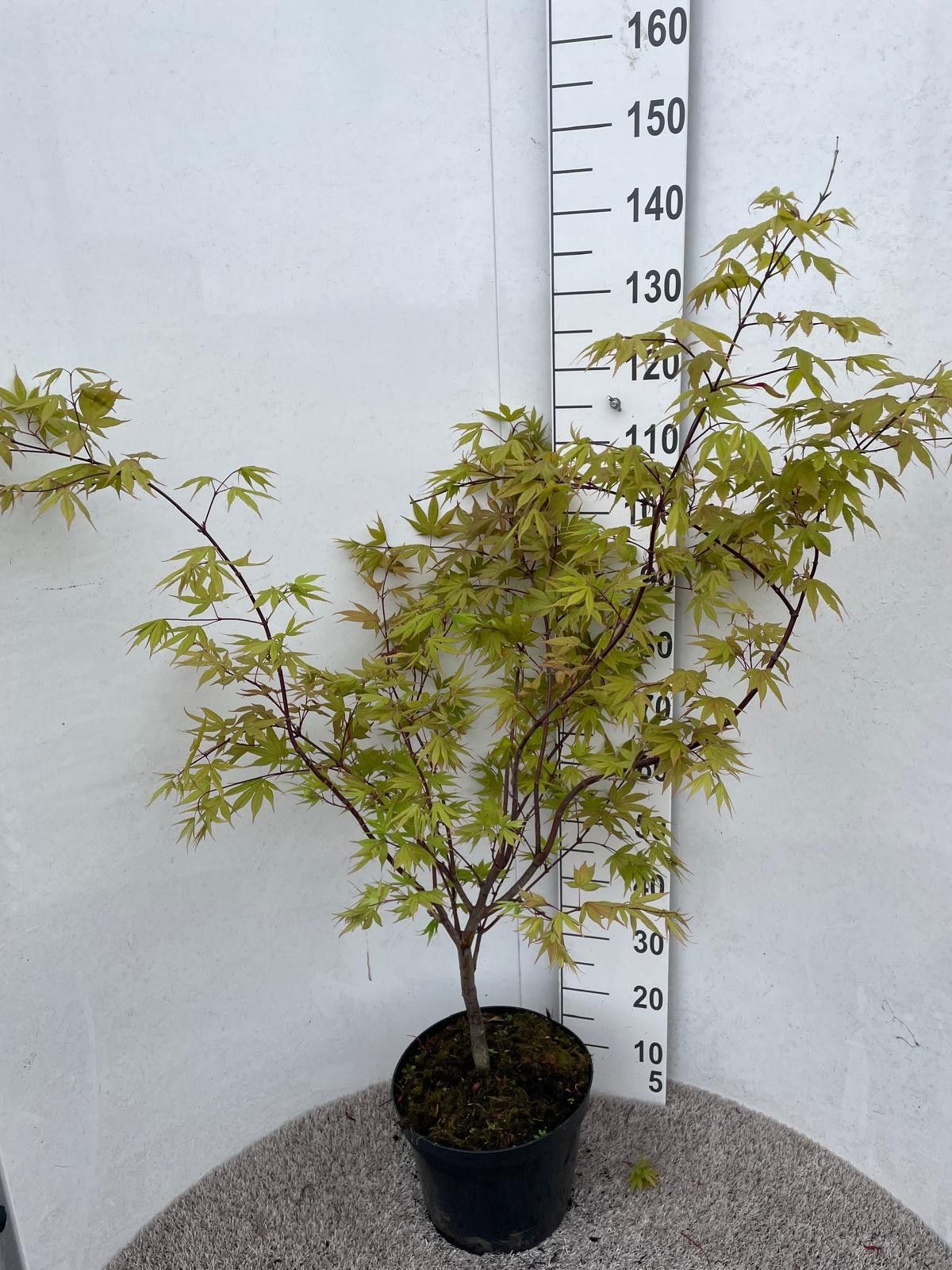 Acer palm. Osakazuki 100-125 P32, D 32