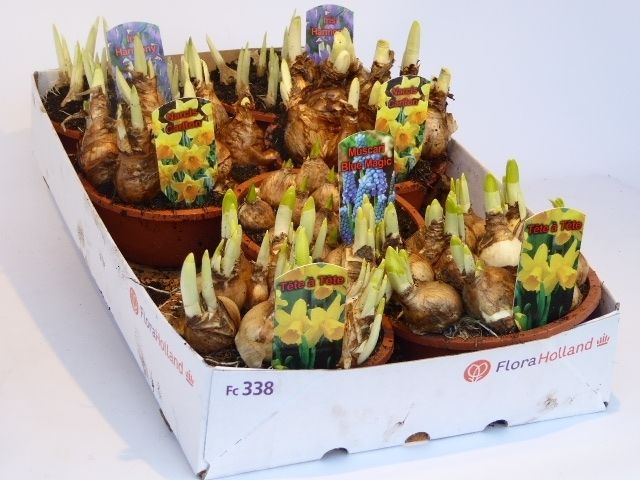 Bollenmix 16cm, D 16