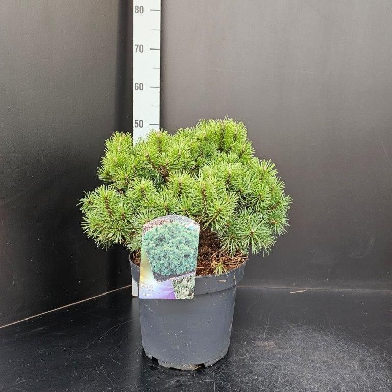 Pinus mugo Mops, D 26