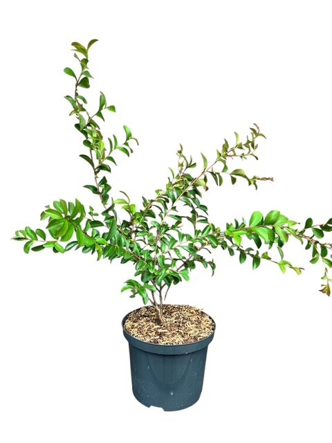 Lagerstroemia indica Turenne, D 23