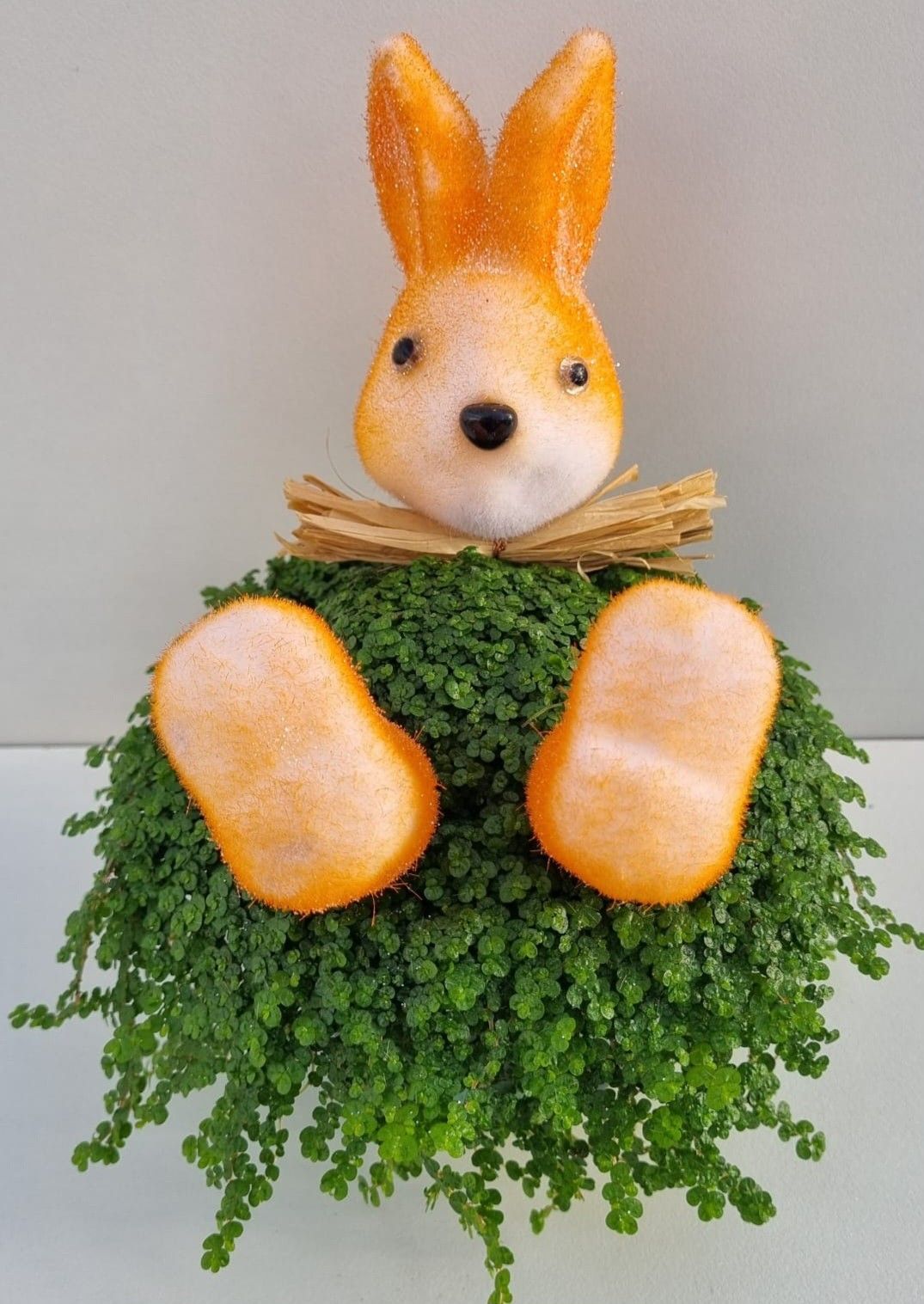 P77 Haas strik oranje, D 13