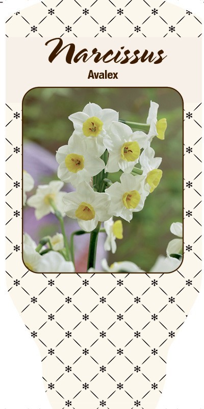 NARCISSUS INCOMPARABILIS 'Avalex', D 11
