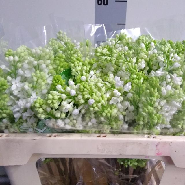 Сирень Мадам Флорент Степман 50 (бел.), шт.