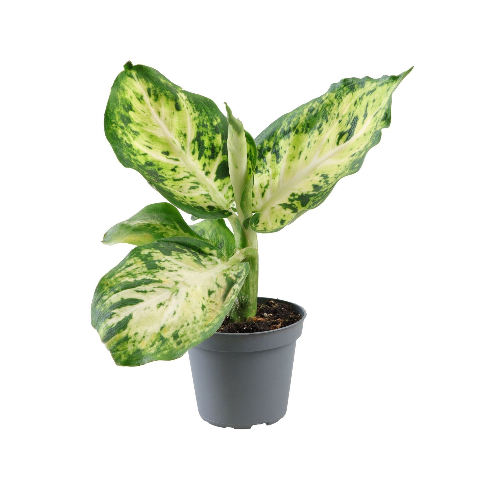 Dieffenbachia Maculata Amy, D 6