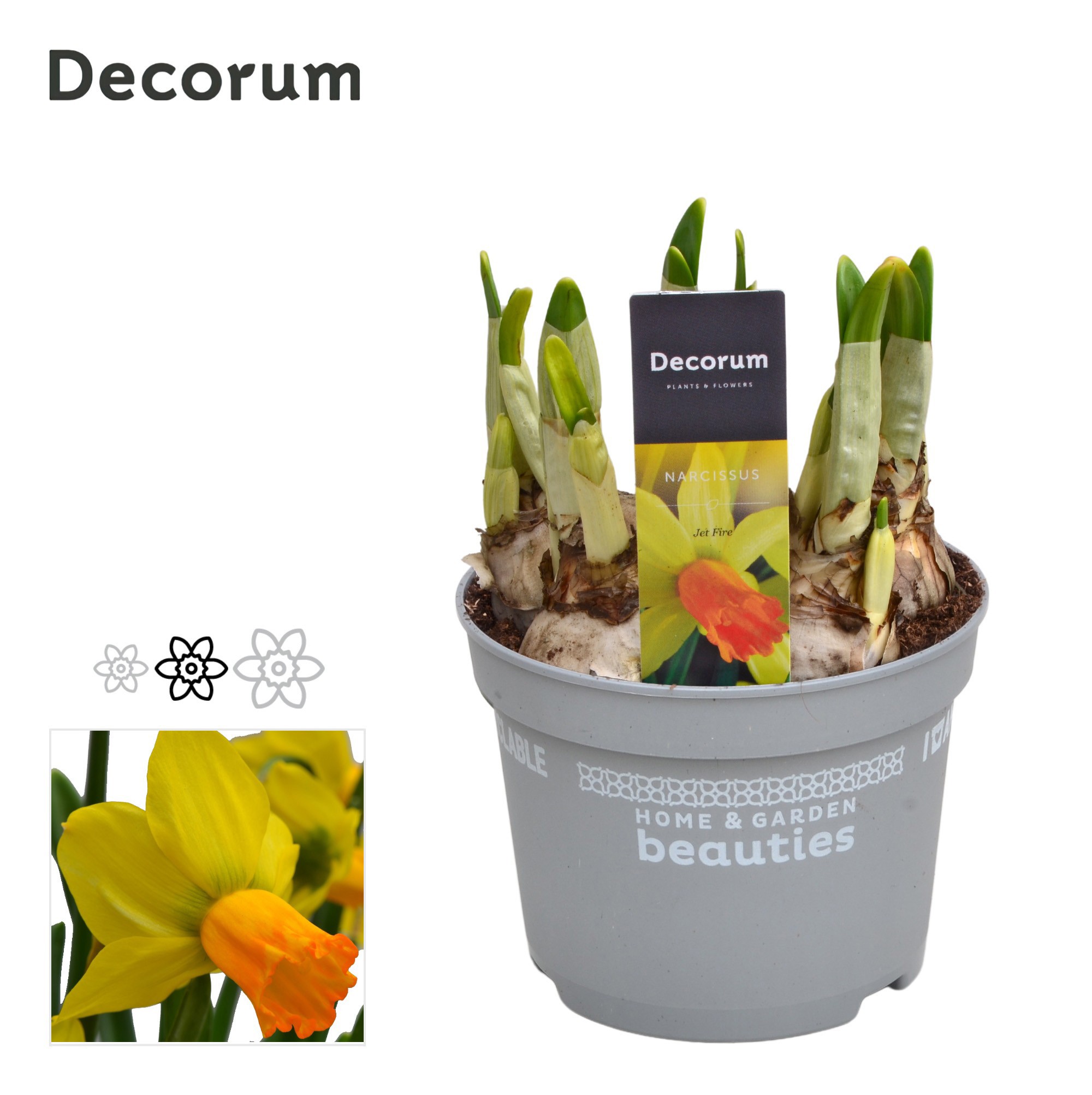 Narcis Jetfire, D 12