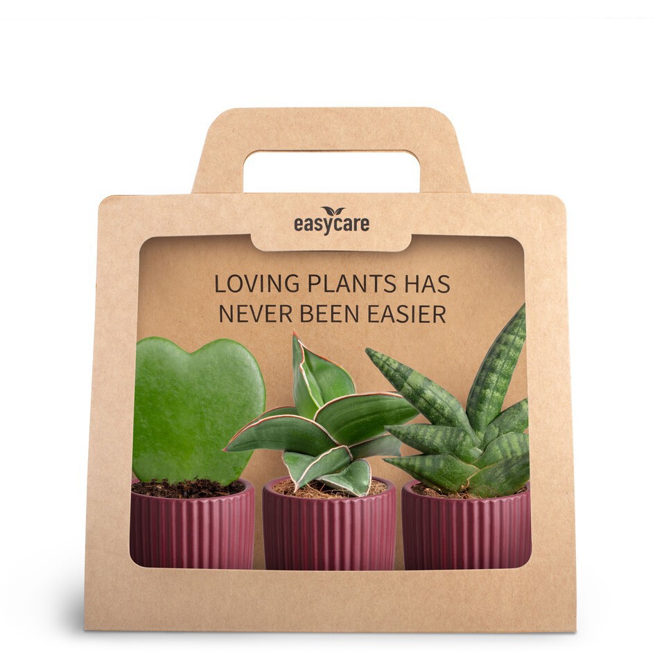 GREEN PLANTS MIX 30690135 3-Pack Nordic Aubergi, D 7