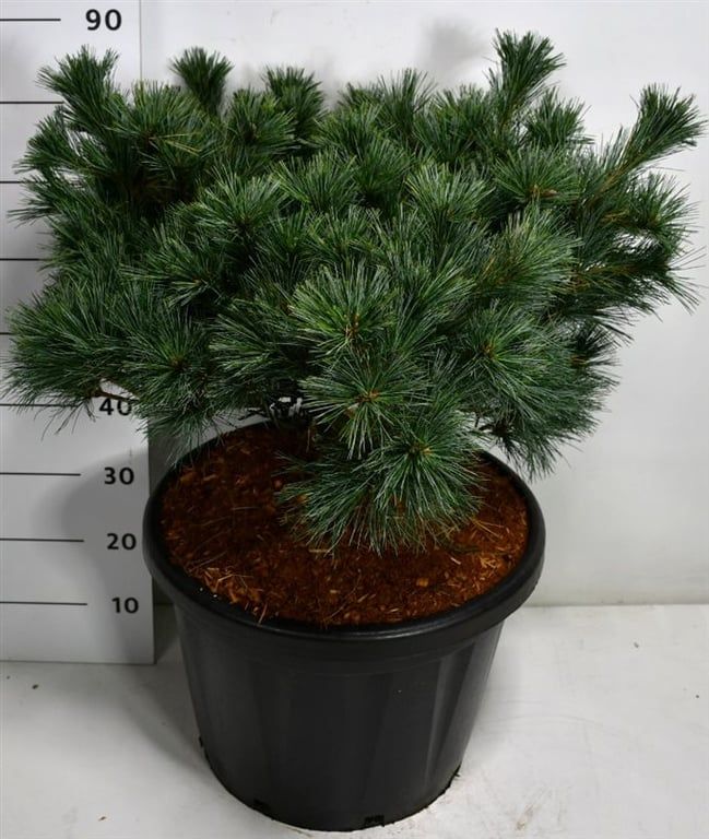 Pinus strobus 'Krüger's Lilliput', D 48