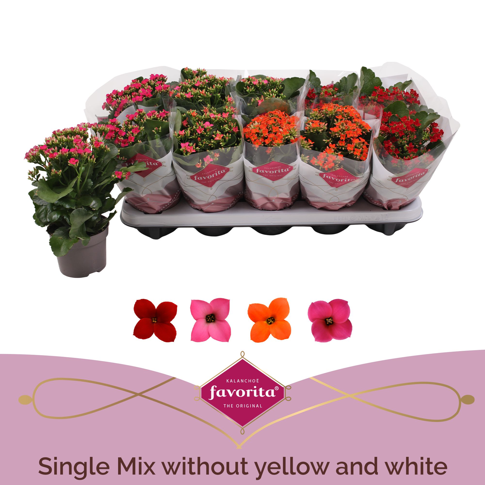 Kalanchoe favorita 4 colour mix - No white and yellow, D 10,5