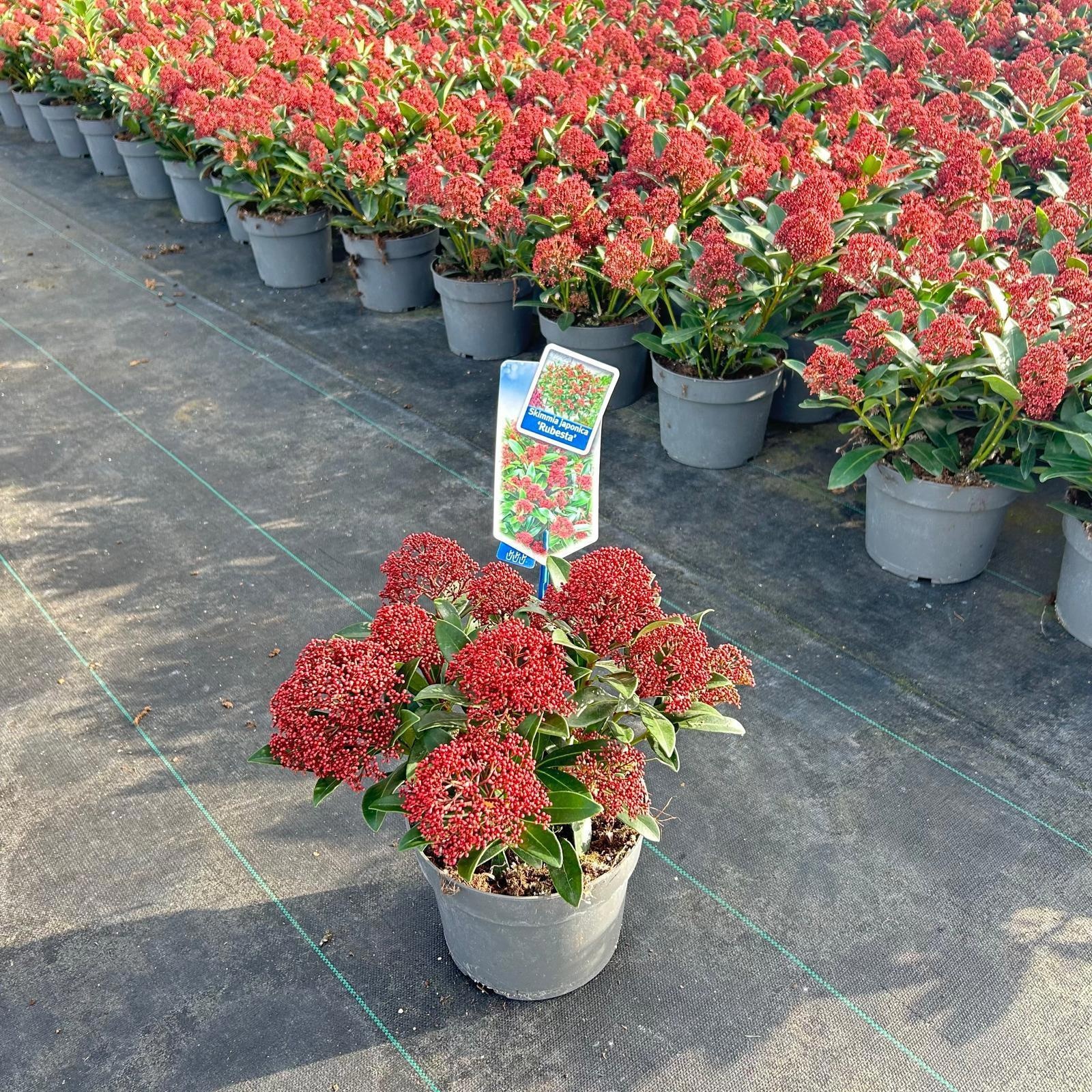 Skimmia jap. Rubesta® ('Moerings 3'PBR), D 17