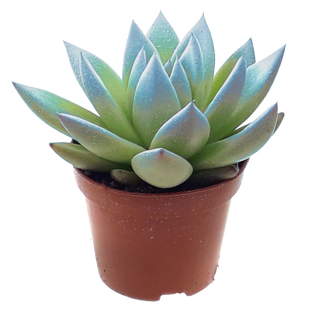 Miranda coloured festival light blue, D 6