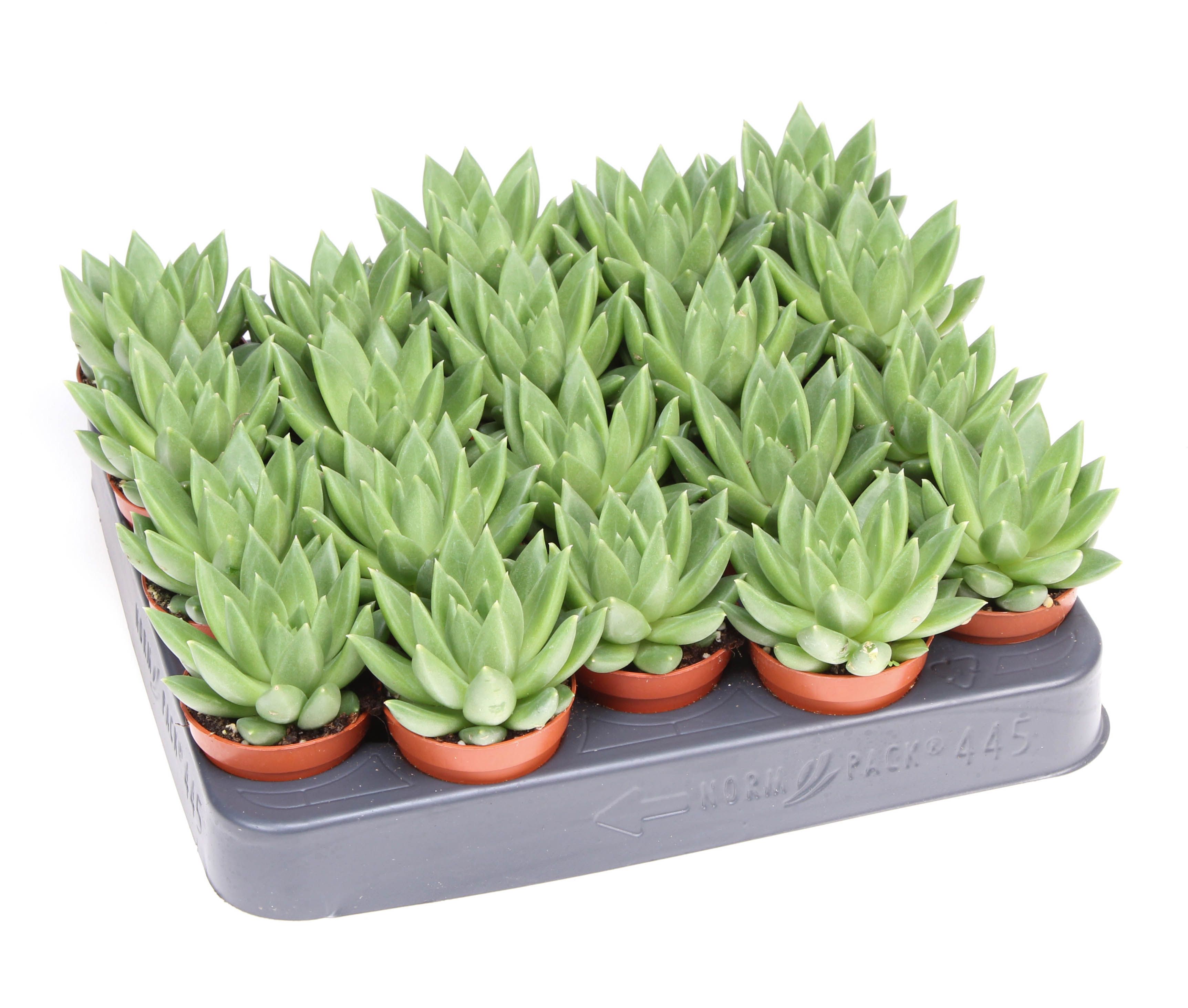 Echeveria Nekkar, D 5,5