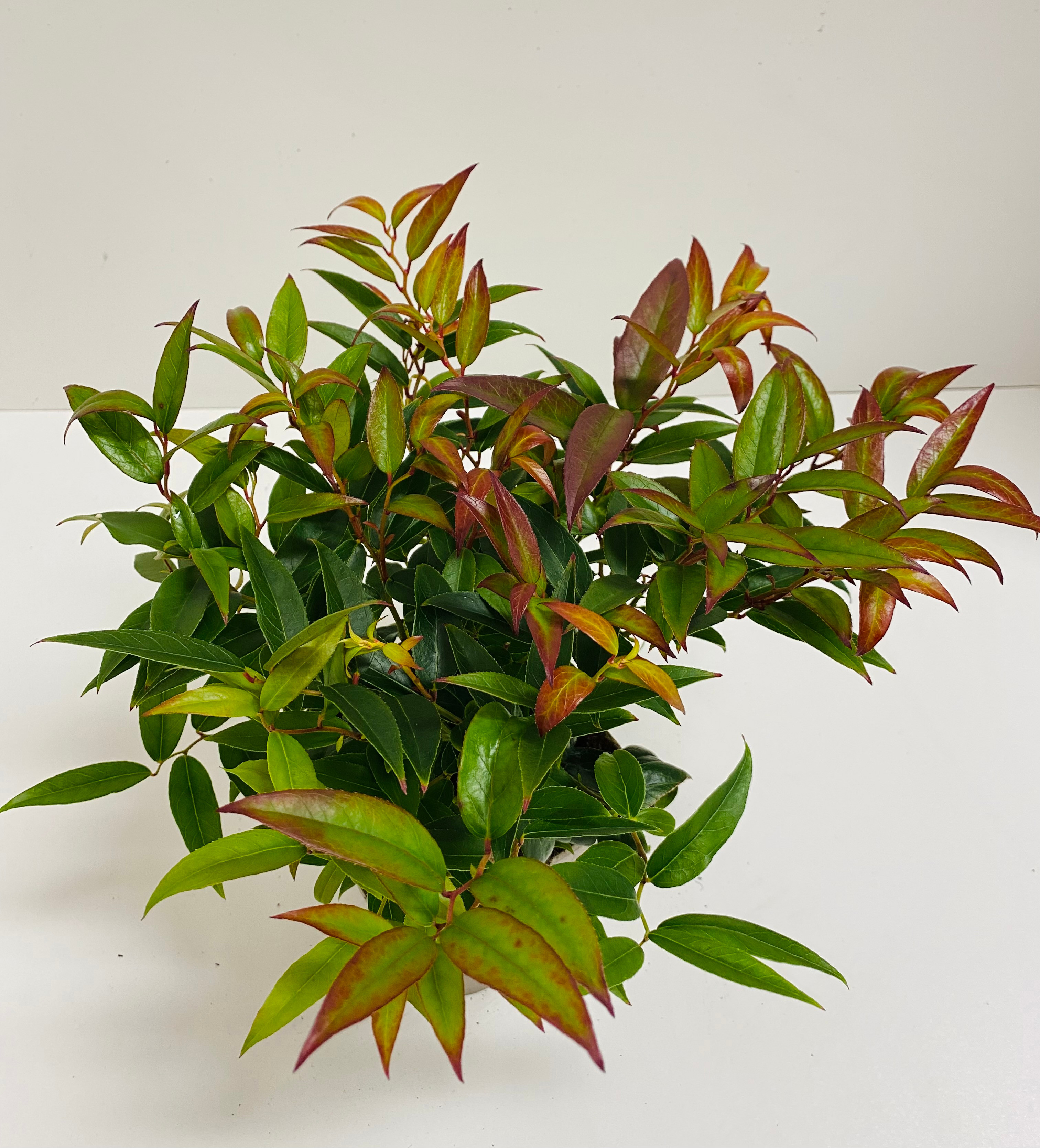Leucothoe keisei, D 14
