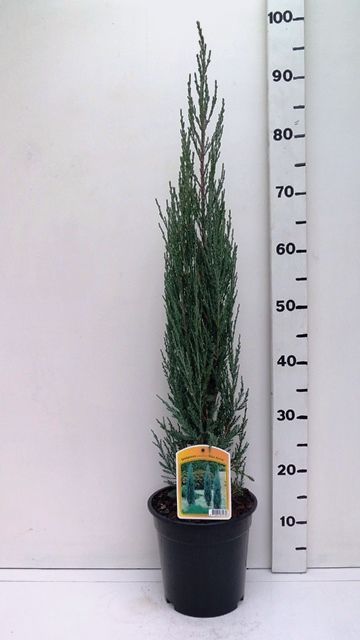 Juniperus sco. 'Blue Arrow', D 19