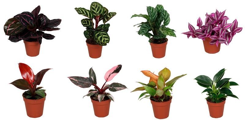 GREEN MIX 6536509 Green mix 9 cm, D 9